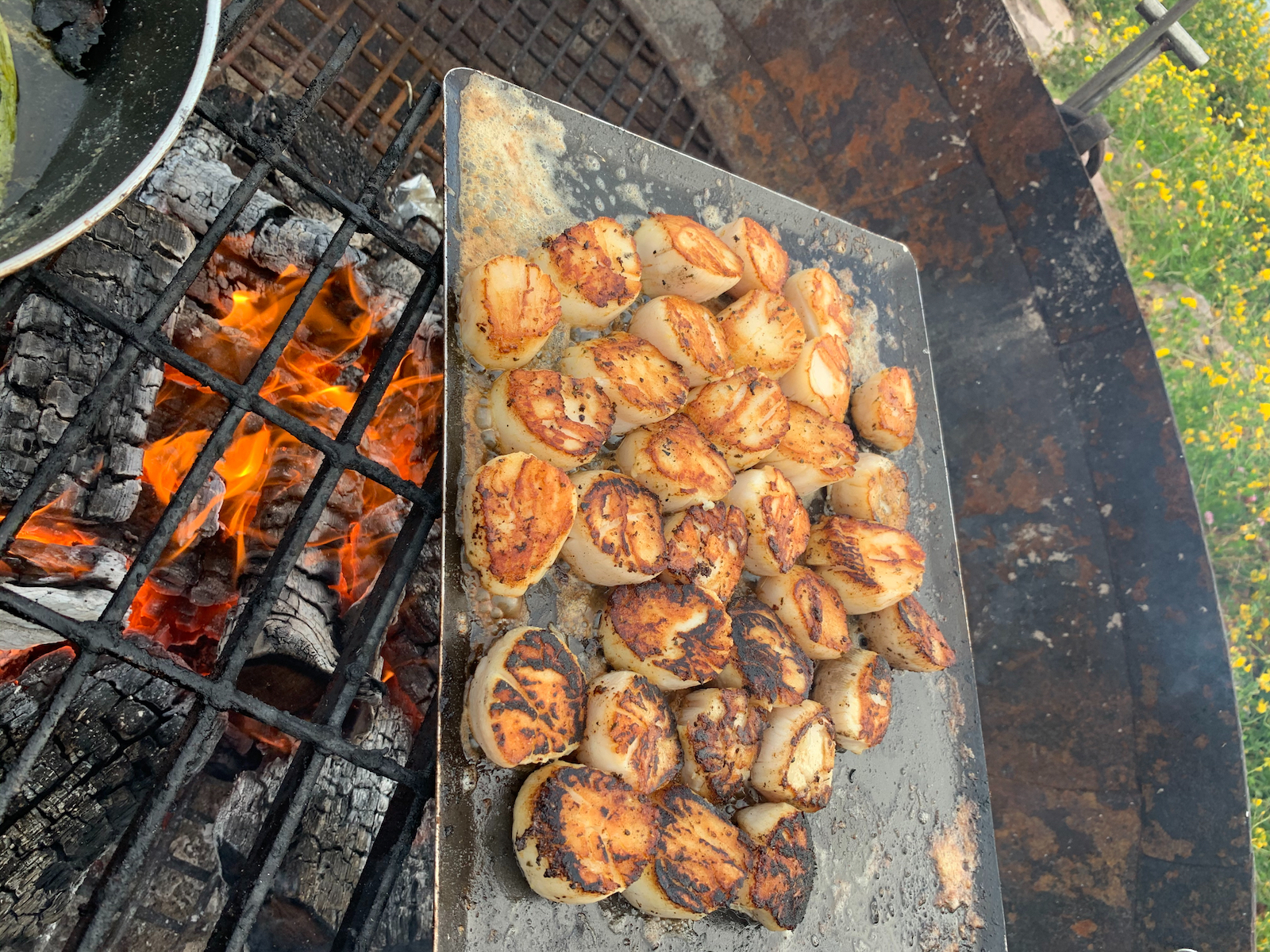 Hand dived scallops on the fire